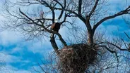 Bald Eagle Recovery; Jim Anderson; Cyclocross