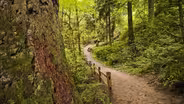 Forest Park: The origins of Forest Park and the serious thre