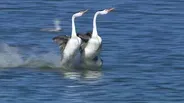 Grebes Walk on Water