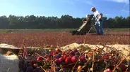 Cranberry Farming