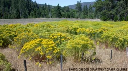 Video thumbnail: Oregon Field Guide Yellow Tuft Alyssum