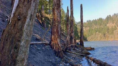 Video thumbnail: Oregon Field Guide Yellow Tuft Alyssum; Mt. Hood's Volcanic Past; Warren Falls