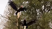 Condors and Lead