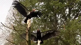 Condors and Lead