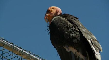 Video thumbnail: Oregon Field Guide Condors and Lead Bullets; Outdoor School; Autumn Photo Essay
