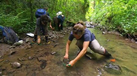 Video thumbnail: Oregon Field Guide BioBlitz; Christmas Bird Count; Llama Backpacking