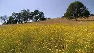 Oak Savannah