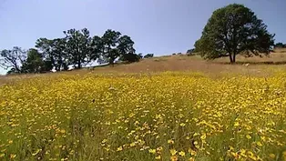 Oak Savannah