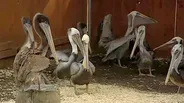 Brown Pelicans