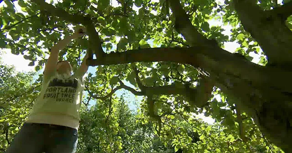 Oregon Field Guide | Portland Fruit Tree Project | Season 24 | Episode