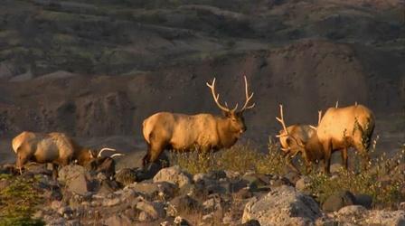 Video thumbnail: Oregon Field Guide Photographer Bill Wallauer, Wolf Haven International