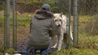 Wolf Haven International