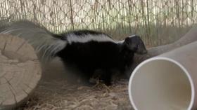 Video thumbnail: Animal R&R A Red-Tailed Hawk, Opossum, and Hummingbird