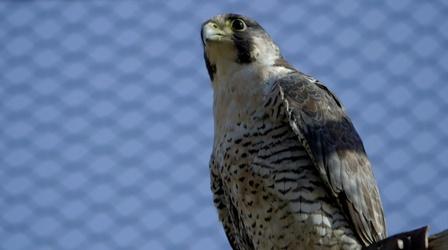 Video thumbnail: Animal R&R Birds of Prey and The One-Eyed Possum
