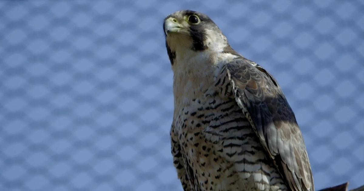 Animal R&R | Birds of Prey and The One-Eyed Possum | Episode 2