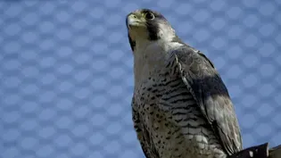 Birds of Prey and The One-Eyed Possum