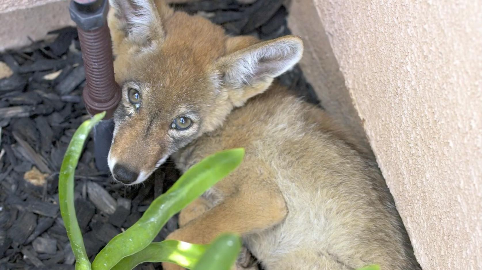 Video: Coyote Pups, A RedShouldered Hawk and A Snowy 