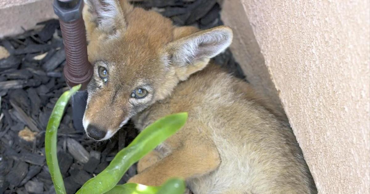 Animal R&R | Coyote Pups, A Red-Shouldered Hawk and A Snowy Egret | Episode 3