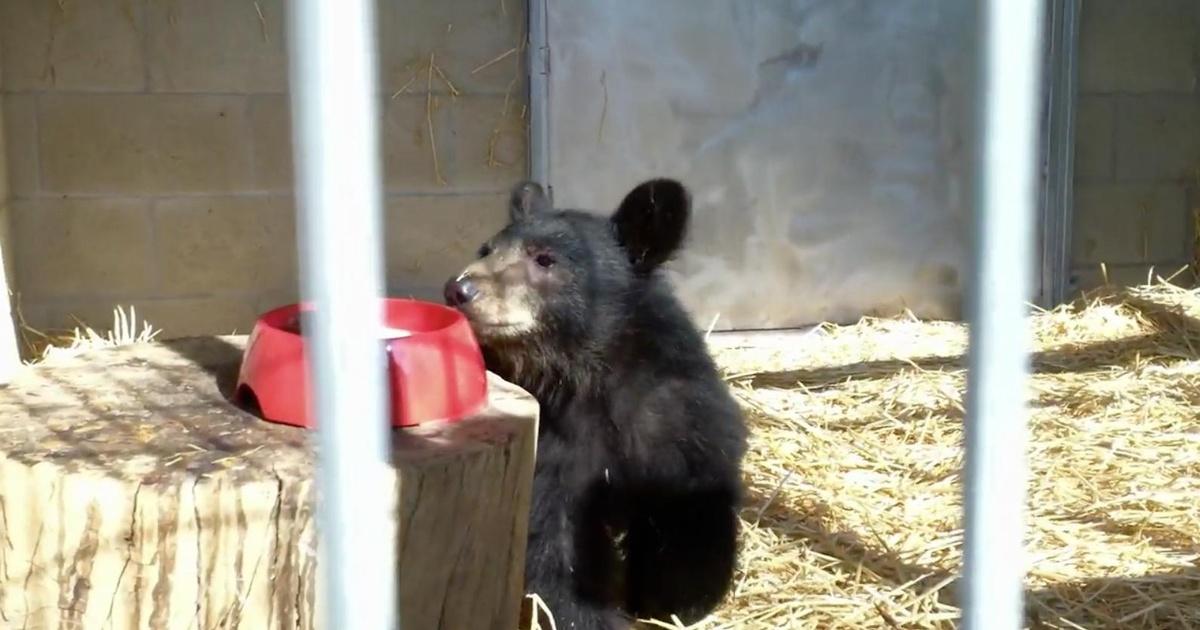 Animal R&R | Black Bears, An Osprey, and Bats | Episode 4
