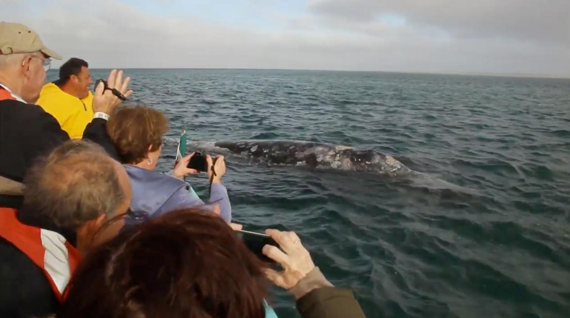 Guerrero Negro Whale Petting | Crossing South | PBS