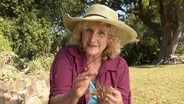 Bye Bye Grass: How to remove your lawn