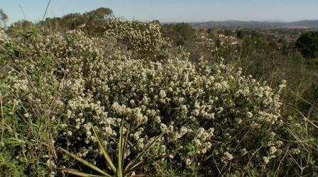 Video thumbnail: A Growing Passion California Native Grown