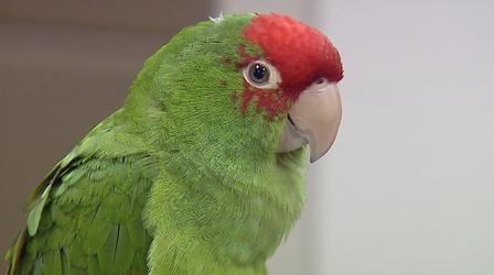 Video thumbnail: Ken Kramer's About San Diego Wild Parrots of Ocean Beach
