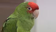 Wild Parrots of Ocean Beach