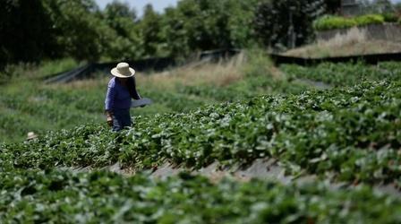 Video thumbnail: Savor San Diego Farm to Farmer's Plate