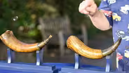 Appraisal: 1758 & 1779 Massachusetts Carved Powder Horns