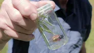 Field Museum Cicada Collecting Trip