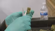 THE CASE “AGAINST” LEGALIZATION