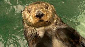 Video thumbnail: QUEST Keeping it Cool: Sea Otters, New Cars and Old Forests