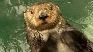 Keeping it Cool: Sea Otters, New Cars and Old Forests 