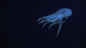 Video thumbnail: QUEST Underwater Observatory Unlocks Ocean Secrets
