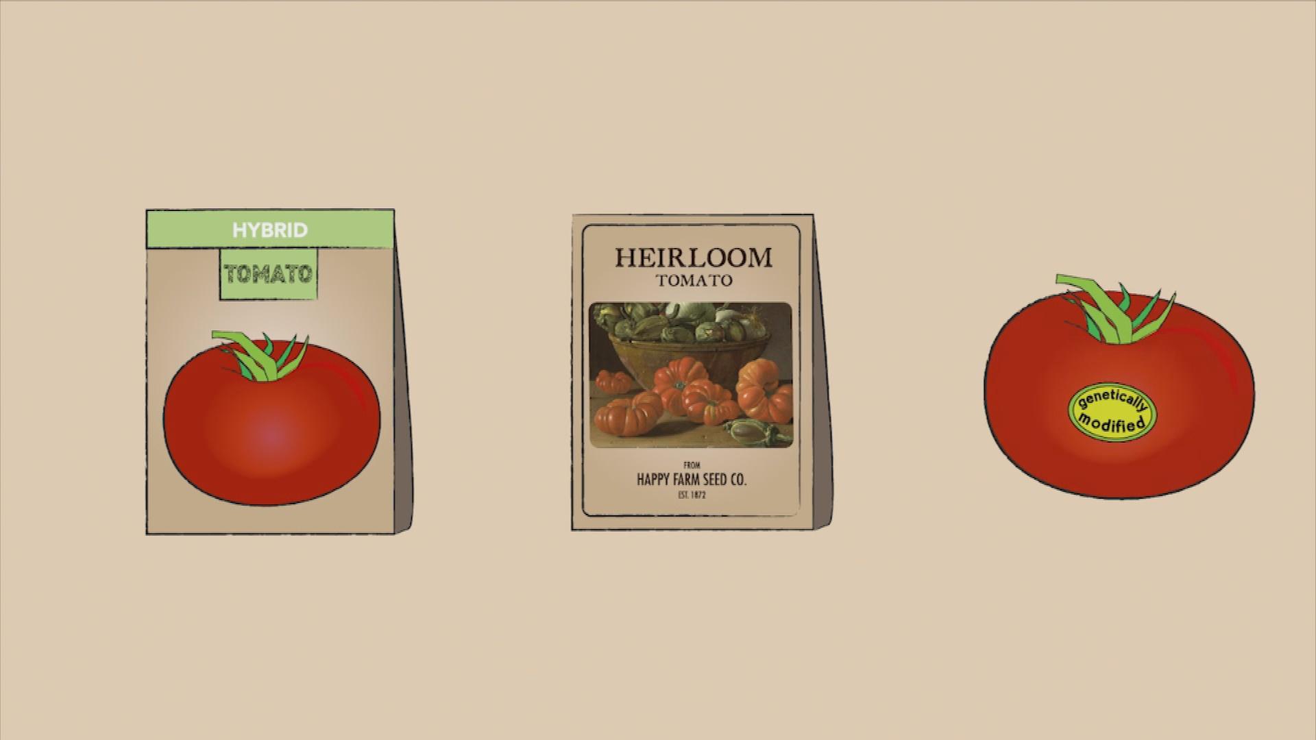 QUEST | What is an heirloom tomato, anyway? | PBS