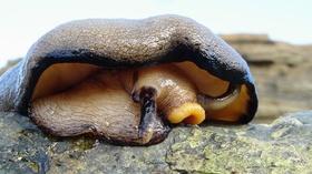 Video thumbnail: QUEST Raising Sea Snails for Cancer Vaccines