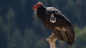 Video thumbnail: QUEST Saving Condors