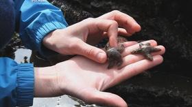 Video thumbnail: QUEST Disappearing Starfish Mystery