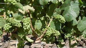 Video thumbnail: QUEST The Heat Is On Napa Wines