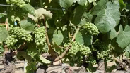 The Heat Is On Napa Wines