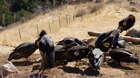 Video thumbnail: QUEST Condors vs. Lead Bullets
