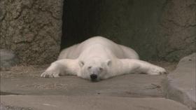 Video thumbnail: QUEST Catching Up on Sleep Science