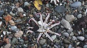 Video thumbnail: QUEST A Sea Without Stars