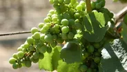 Napa Wineries Face Global Warming