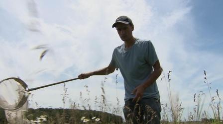 Video thumbnail: QUEST Meet the Natives: Wild Bees