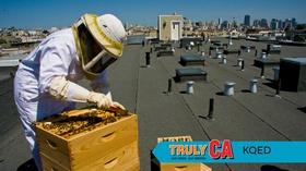Video thumbnail: Truly CA Plasticity | Truly CA