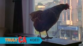 Video thumbnail: Truly CA Chickens in the City | Truly CA