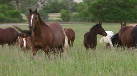 Video thumbnail: RMPBS Specials Horse Sense