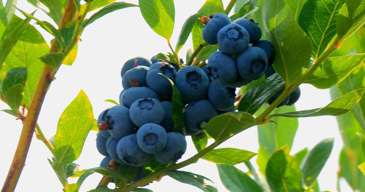 Washington Grown Blueberries Season 3 PBS